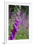 Foxgloves in Flower-null-Framed Photographic Print