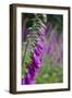 Foxgloves in Flower-null-Framed Photographic Print