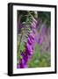 Foxgloves in Flower-null-Framed Photographic Print