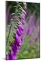 Foxgloves in Flower-null-Mounted Photographic Print