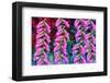 Foxgloves on parade-Claire Westwood-Framed Art Print