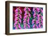 Foxgloves on parade-Claire Westwood-Framed Art Print