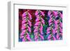 Foxgloves on parade-Claire Westwood-Framed Art Print