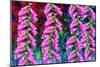 Foxgloves on parade-Claire Westwood-Mounted Art Print