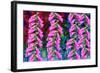 Foxgloves on parade-Claire Westwood-Framed Art Print