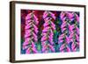 Foxgloves on parade-Claire Westwood-Framed Art Print