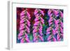 Foxgloves on parade-Claire Westwood-Framed Art Print