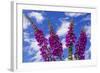 Foxgloves-Charles Bowman-Framed Photographic Print