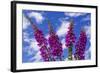 Foxgloves-Charles Bowman-Framed Photographic Print