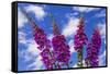 Foxgloves-Charles Bowman-Framed Stretched Canvas