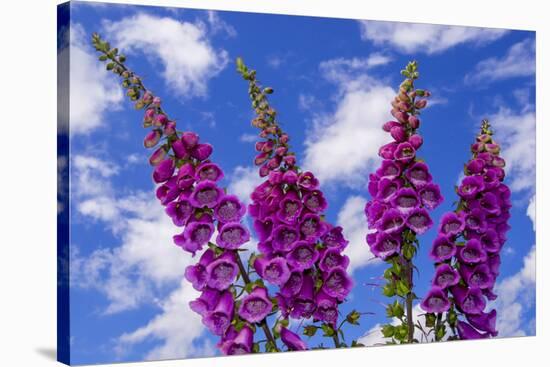 Foxgloves-Charles Bowman-Stretched Canvas