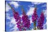 Foxgloves-Charles Bowman-Stretched Canvas