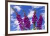 Foxgloves-Charles Bowman-Framed Photographic Print