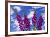 Foxgloves-Charles Bowman-Framed Photographic Print