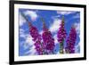 Foxgloves-Charles Bowman-Framed Photographic Print