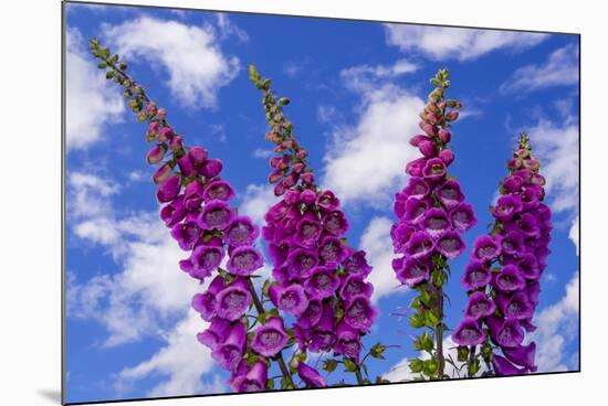 Foxgloves-Charles Bowman-Mounted Photographic Print