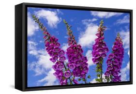 Foxgloves-Charles Bowman-Framed Stretched Canvas