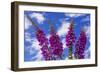 Foxgloves-Charles Bowman-Framed Photographic Print