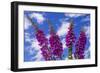 Foxgloves-Charles Bowman-Framed Photographic Print