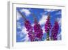 Foxgloves-Charles Bowman-Framed Photographic Print