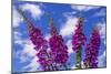 Foxgloves-Charles Bowman-Mounted Photographic Print