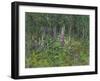 Foxgloves-Susan Ryder-Framed Giclee Print