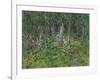 Foxgloves-Susan Ryder-Framed Giclee Print