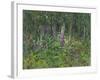 Foxgloves-Susan Ryder-Framed Giclee Print