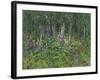 Foxgloves-Susan Ryder-Framed Giclee Print