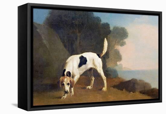 Foxhound on the Scent, C.1760 (Oil on Paper Laid on Board)-George Stubbs-Framed Stretched Canvas