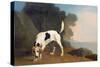Foxhound on the Scent, C.1760 (Oil on Paper Laid on Board)-George Stubbs-Stretched Canvas