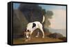 Foxhound on the Scent, C.1760 (Oil on Paper Laid on Board)-George Stubbs-Framed Stretched Canvas