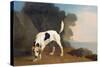 Foxhound on the Scent, C.1760 (Oil on Paper Laid on Board)-George Stubbs-Stretched Canvas