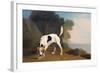 Foxhound on the Scent, C.1760 (Oil on Paper Laid on Board)-George Stubbs-Framed Giclee Print