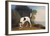 Foxhound on the Scent, C.1760 (Oil on Paper Laid on Board)-George Stubbs-Framed Giclee Print