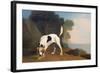 Foxhound on the Scent, C.1760 (Oil on Paper Laid on Board)-George Stubbs-Framed Giclee Print