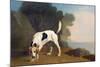 Foxhound on the Scent, C.1760 (Oil on Paper Laid on Board)-George Stubbs-Mounted Giclee Print