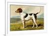 Foxhound-Vero Shaw-Framed Premium Giclee Print