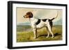 Foxhound-Vero Shaw-Framed Art Print