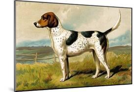 Foxhound-Vero Shaw-Mounted Art Print