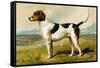 Foxhound-Vero Shaw-Framed Stretched Canvas