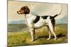 Foxhound-Vero Shaw-Mounted Art Print