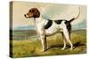 Foxhound-Vero Shaw-Stretched Canvas