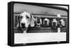 Foxhounds in a Trailer-null-Framed Stretched Canvas