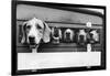 Foxhounds in a Trailer-null-Framed Photographic Print