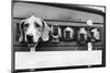 Foxhounds in a Trailer-null-Mounted Photographic Print