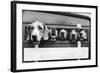 Foxhounds in a Trailer-null-Framed Photographic Print