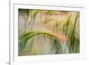 Foxtail Barley Agriculture Near Regent, North Dakota, USA-Chuck Haney-Framed Photographic Print