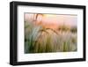 Foxtail Barley Agriculture Near Regent, North Dakota, USA-Chuck Haney-Framed Photographic Print