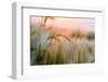 Foxtail Barley Agriculture Near Regent, North Dakota, USA-Chuck Haney-Framed Photographic Print